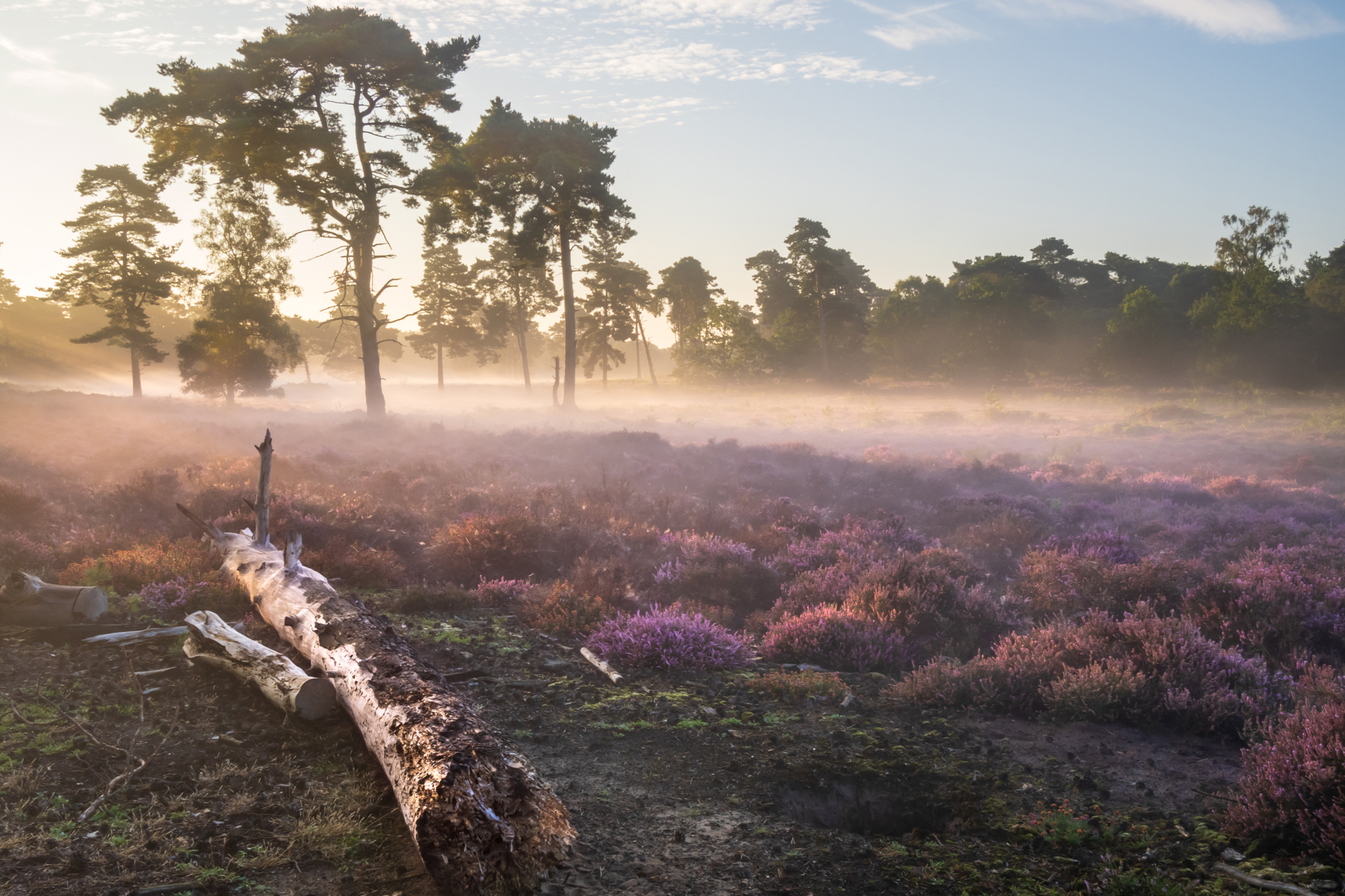 3767537 Mark Cresswell Arps Purple Mist