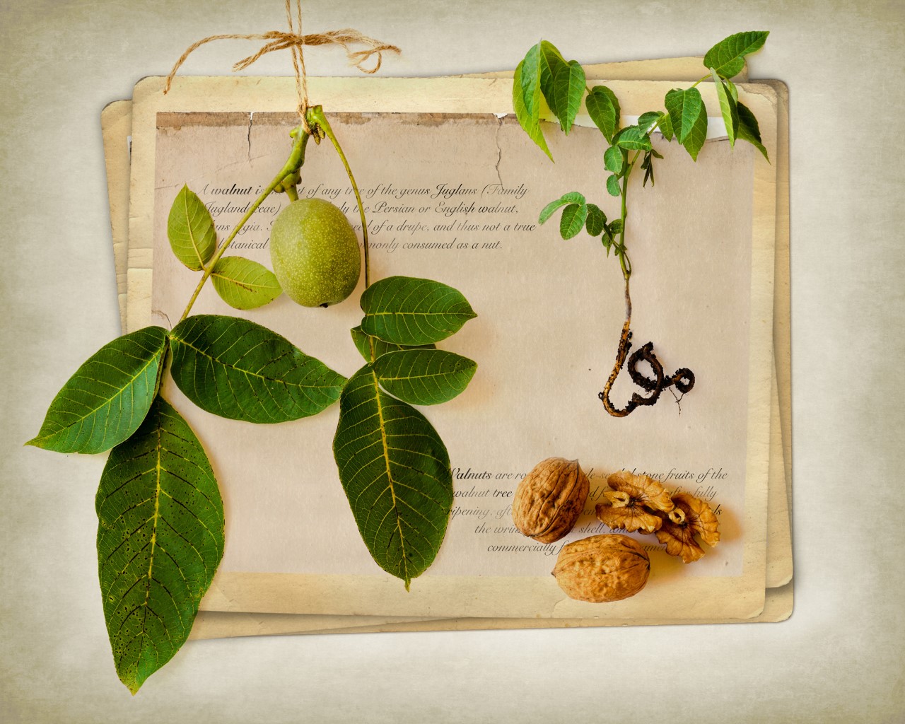 Thumbnail Fruits Of The Earth Walnut