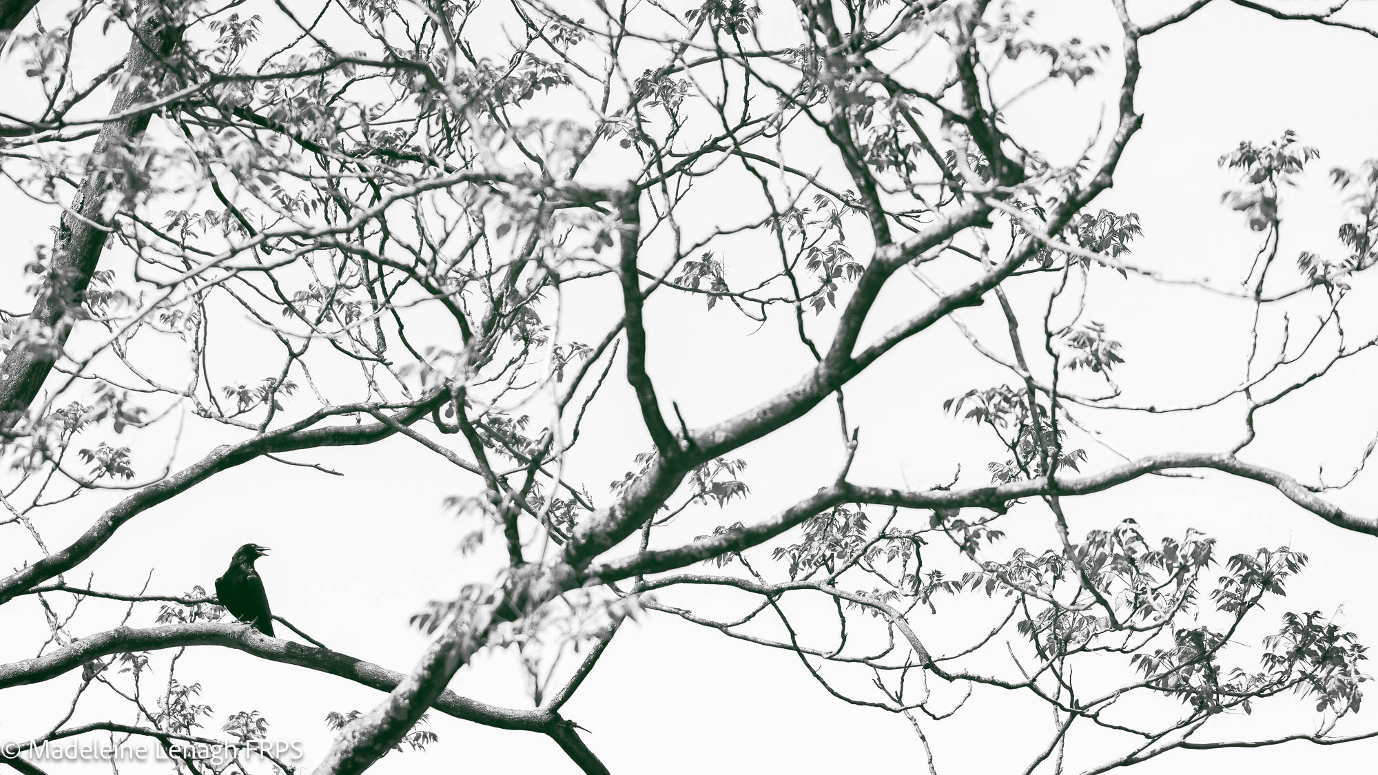 NL Madeleine Lenagh FRPS 03 Bird