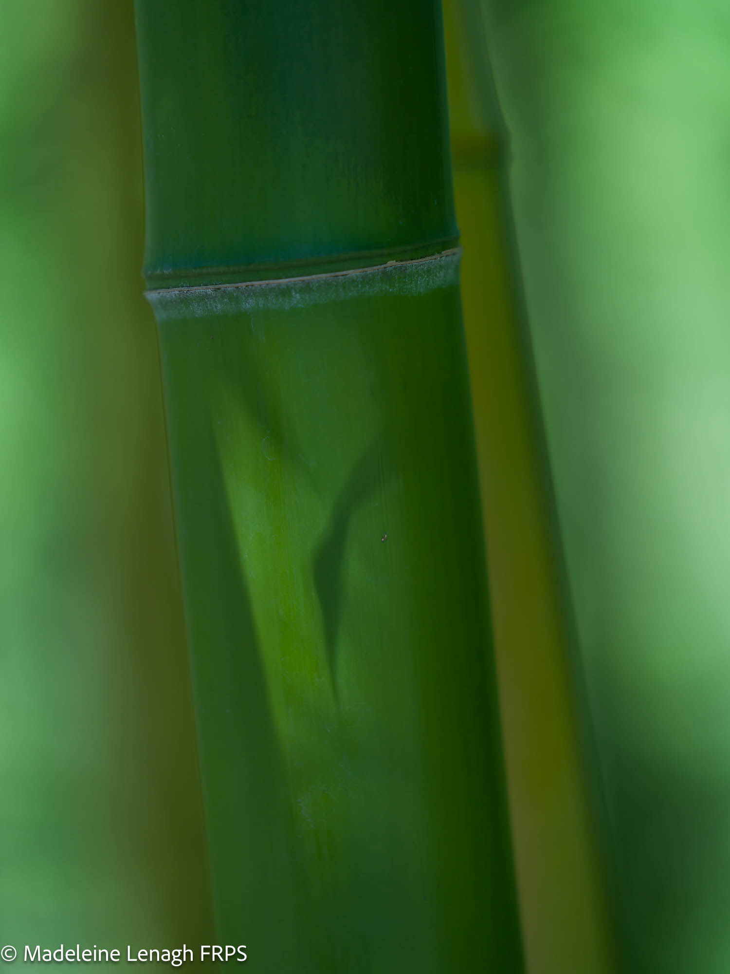 NL Madeleine Lenagh FRPS 01 Bamboo