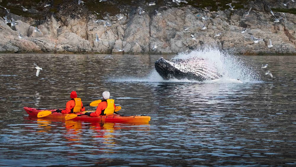 Whale Watcher Greenland 