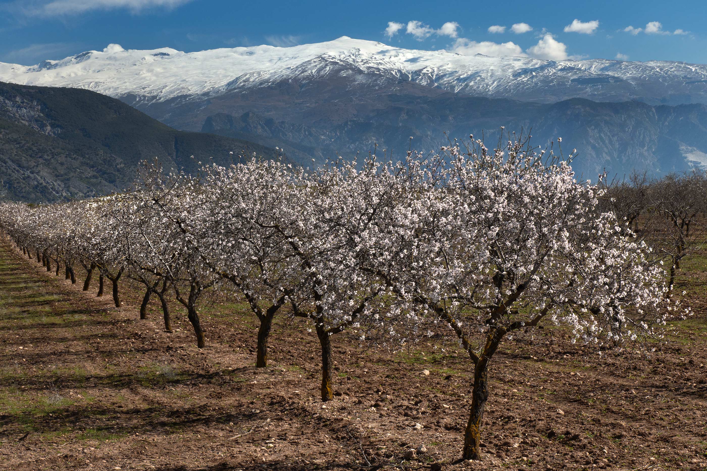 Blossom trees of Padul, Andalucia. Charlie Waite FRPS