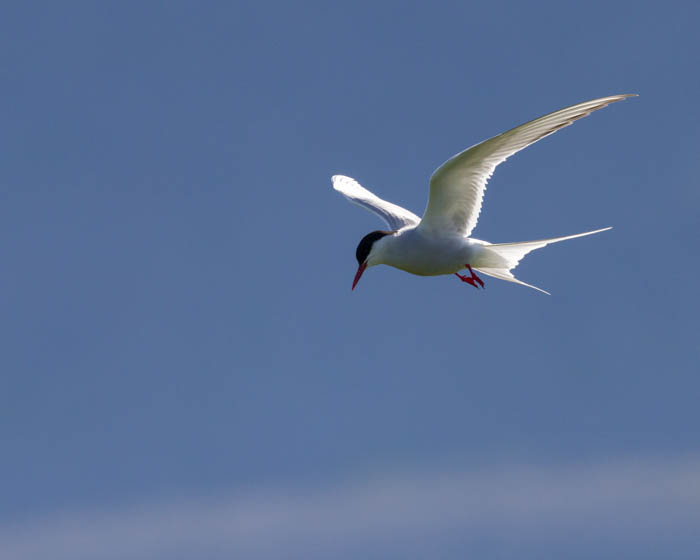 08 Joaquimcapitao Iceland Wildlife 02