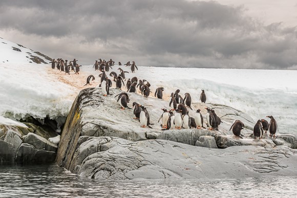 Gentoos In Antarctica