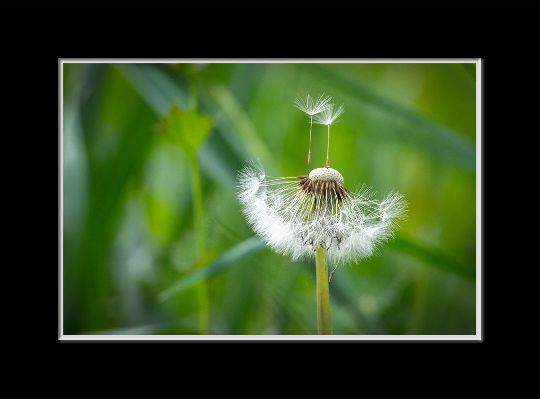 CRE 03 Taraxacum Officinale