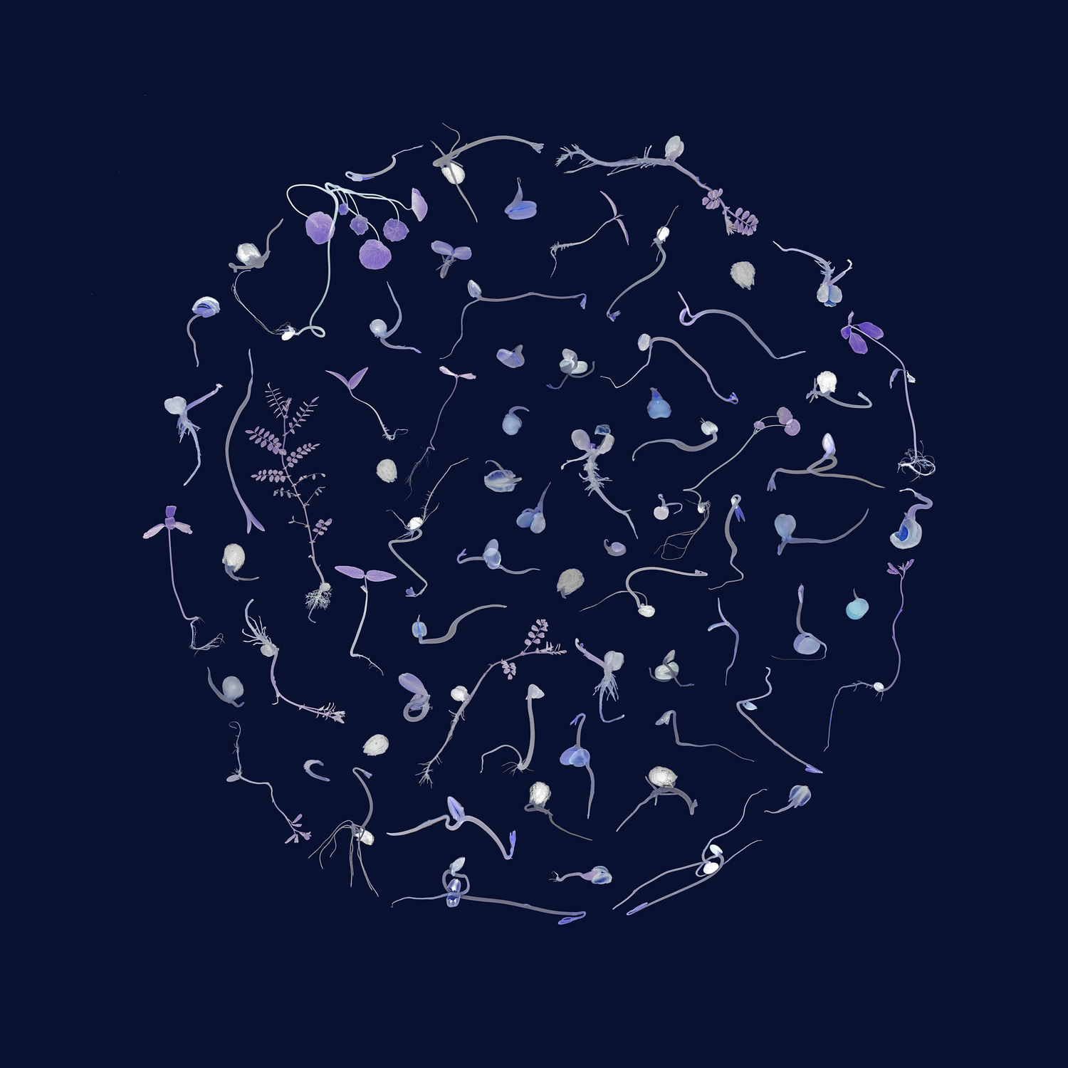 6. Seed Constellation Copy