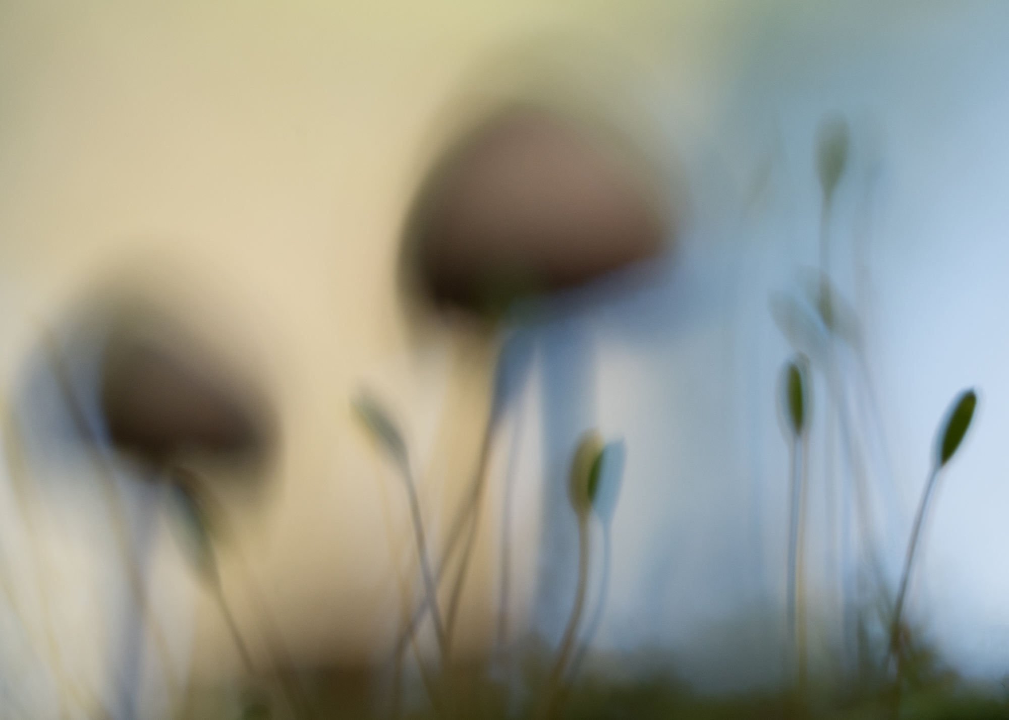 Yvonne Green LRPS Print 04