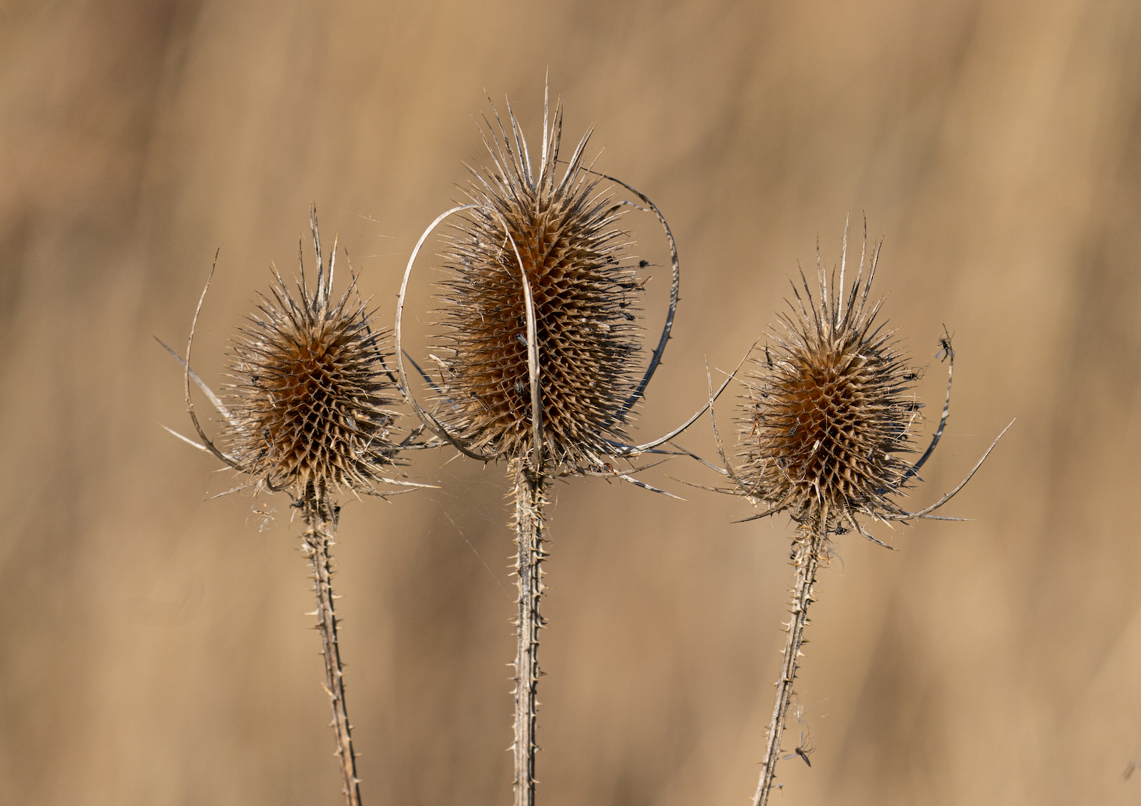 Teasels By Laraine Green