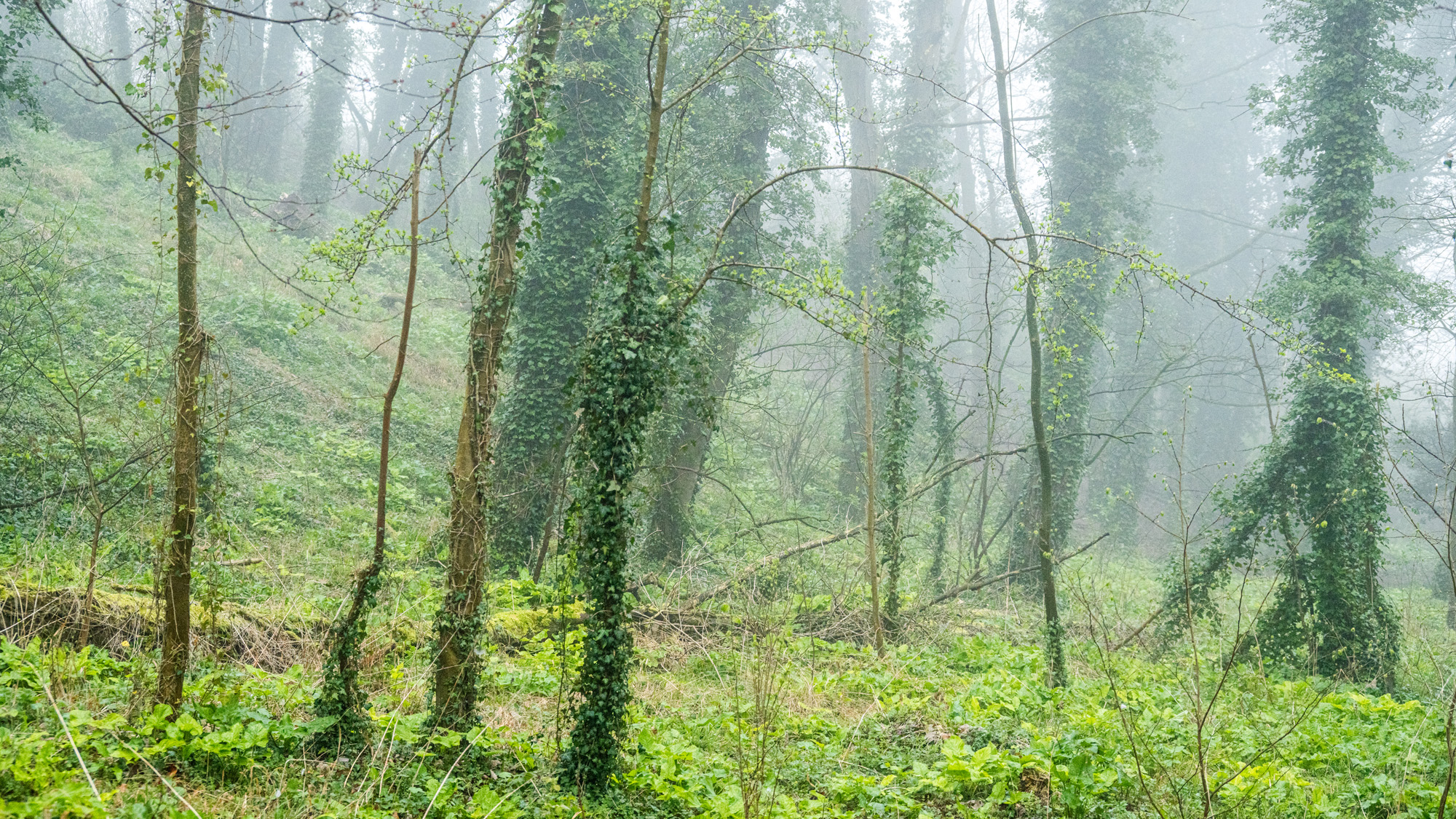 Woodland by my house By Carmen Norman ARPS