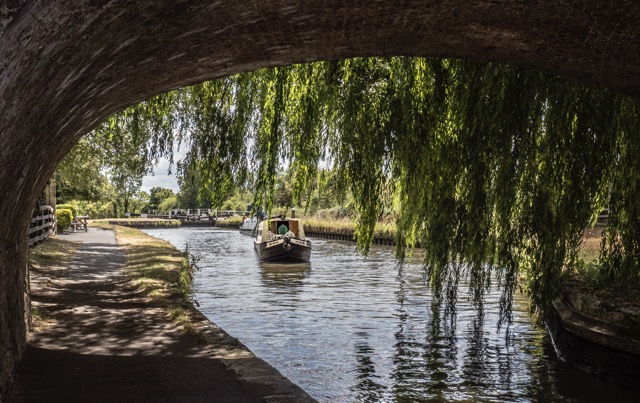 Taylor Neill Beneath The Willow Medium