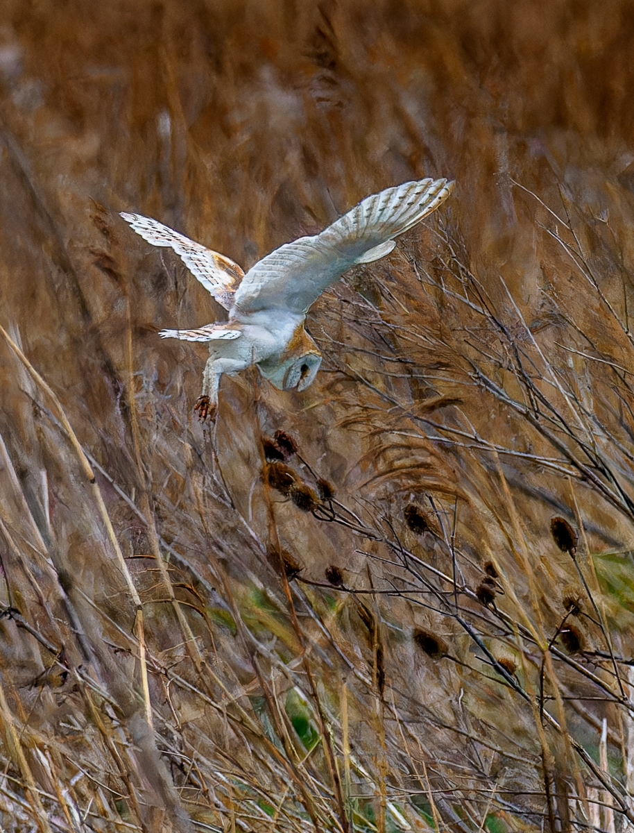 Blacktoft Sands 12