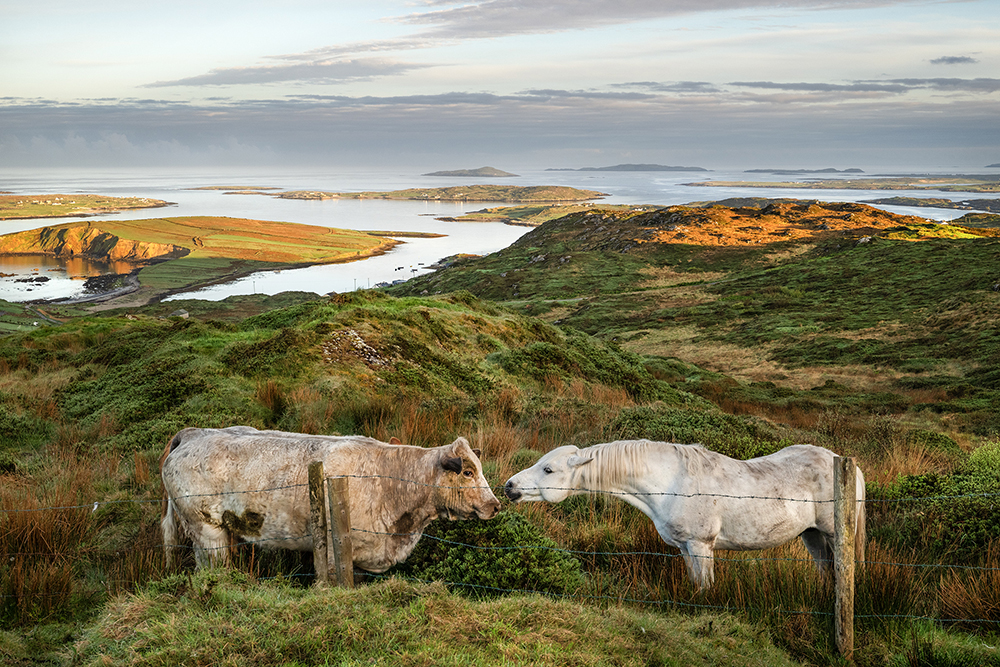 Almost A Kiss Connemara, Eire by Andrew Flannigan