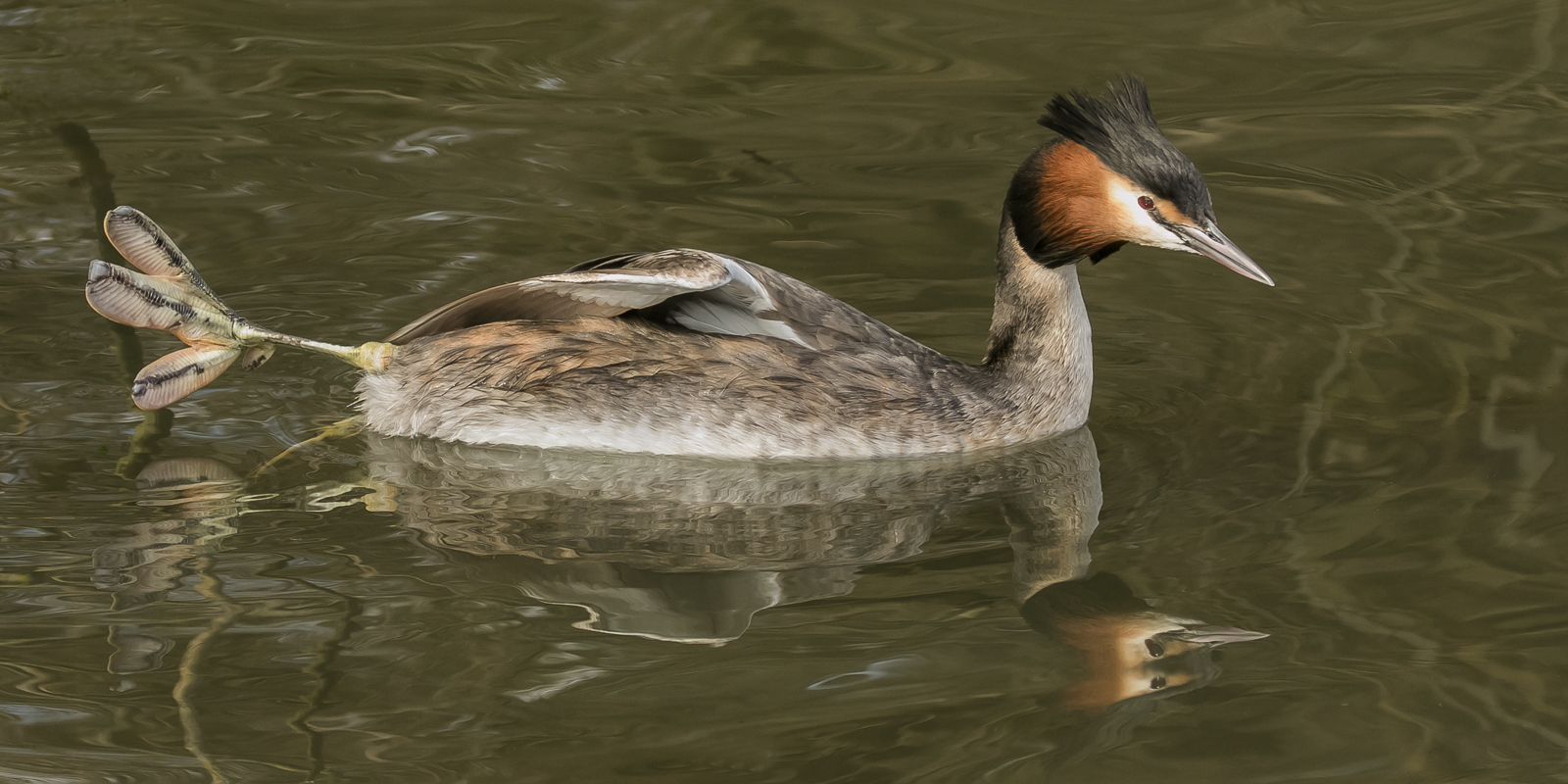 3 Grebes