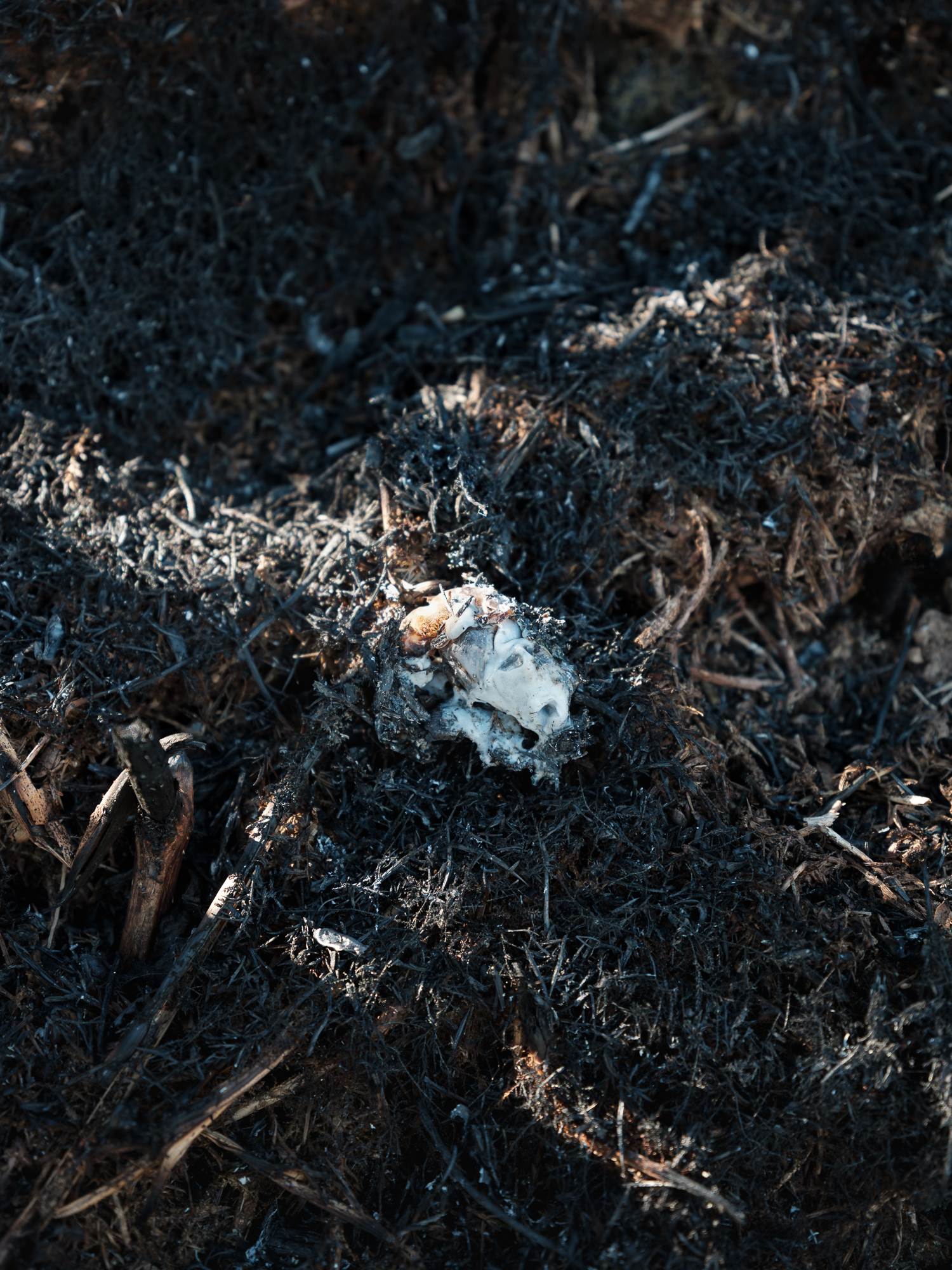 5551391 Polly Garnett Wildfire On The Belfast Hills