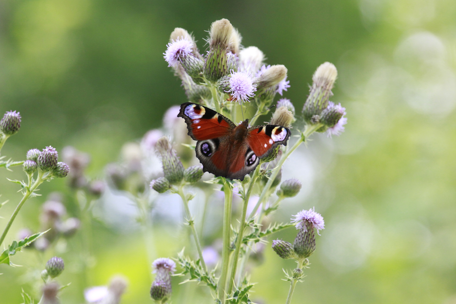 Peacock By Maggie Finney