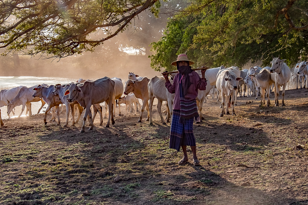 The Cow Herder Bagan Myanmar by Jane Tearle