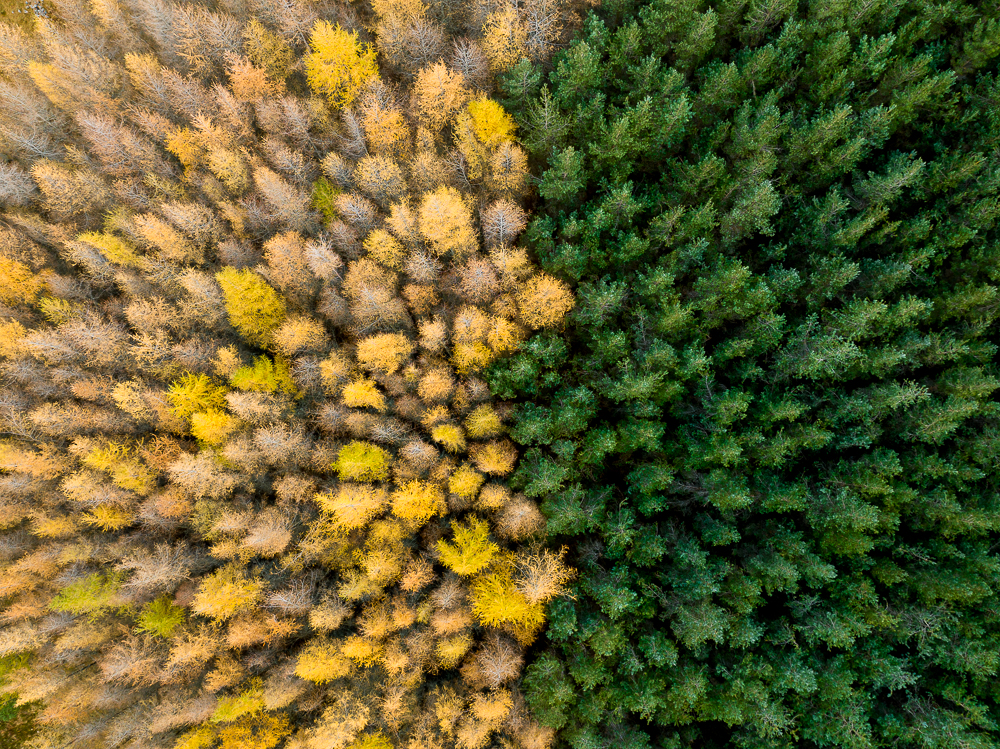 A Forest Duel, Cairngorms National Park, Scotland by Thomas Andy Branson