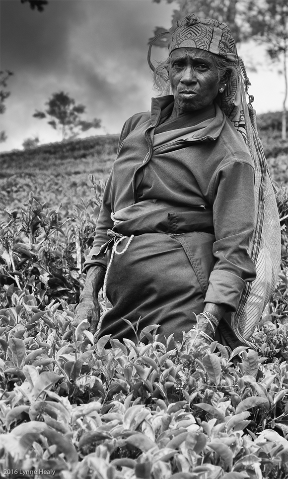 Sri Lankan Tea Picker