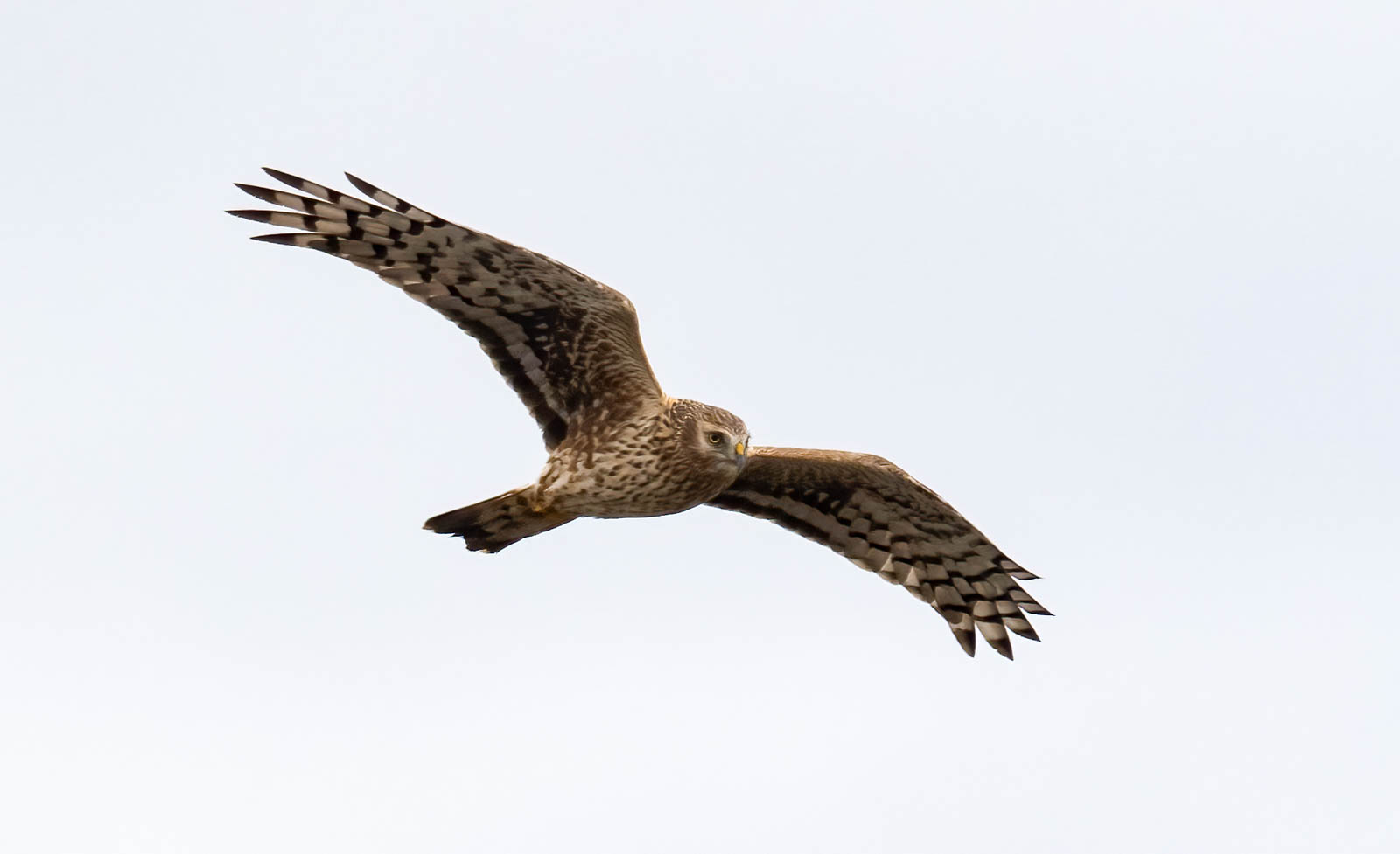 Hen Harrier By Phil Miles