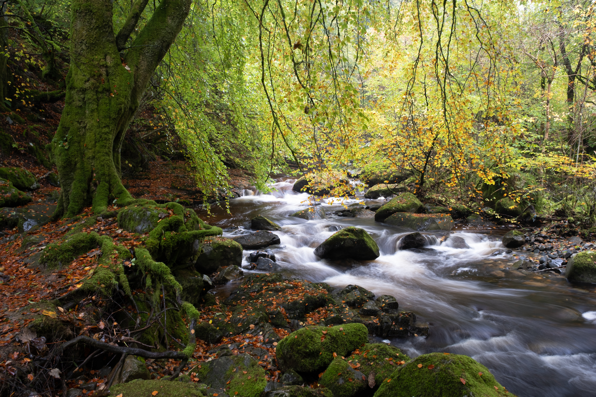 The Birks Of Aberfeldy By Colin Balfour