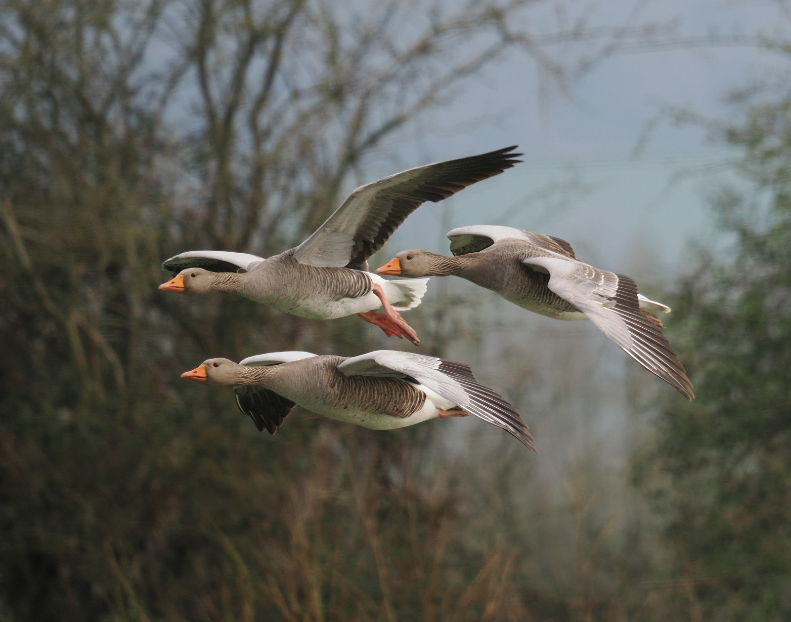 Slimbridge Barrett 4