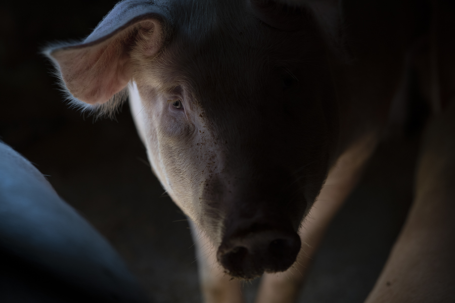 Pretty Picture by Shaobo He (China)