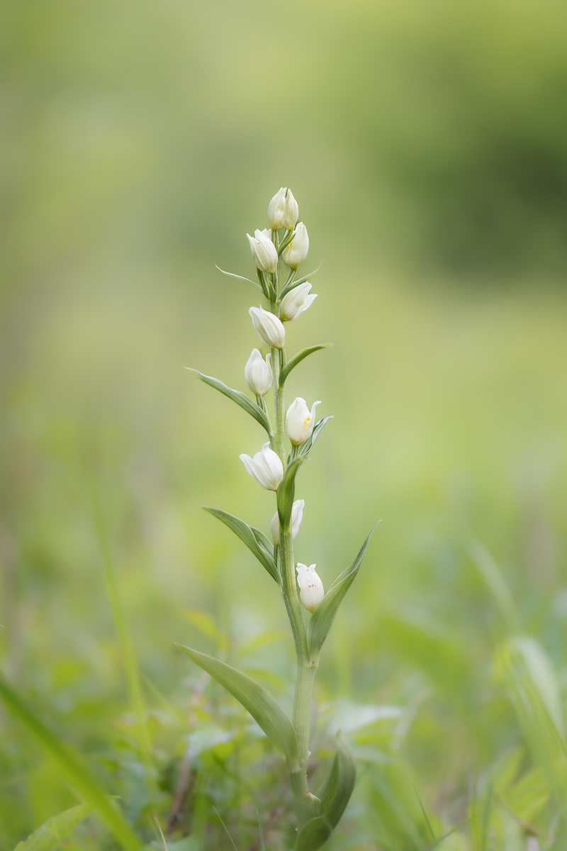 White Helleborine By Mike Harris ARPS