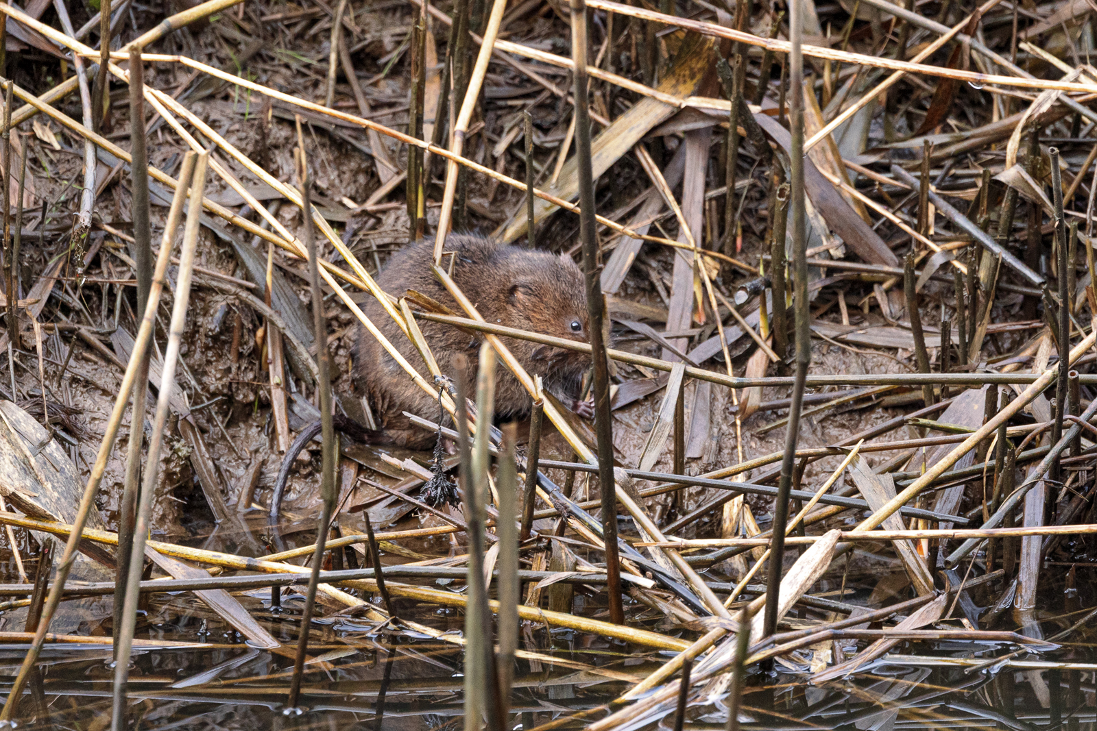 Water Vole