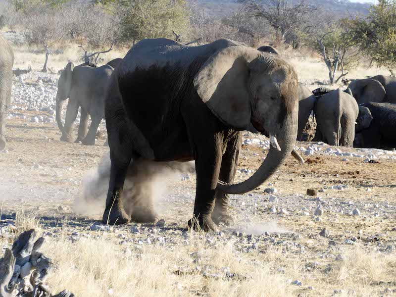 800P1110117etosha Elephant