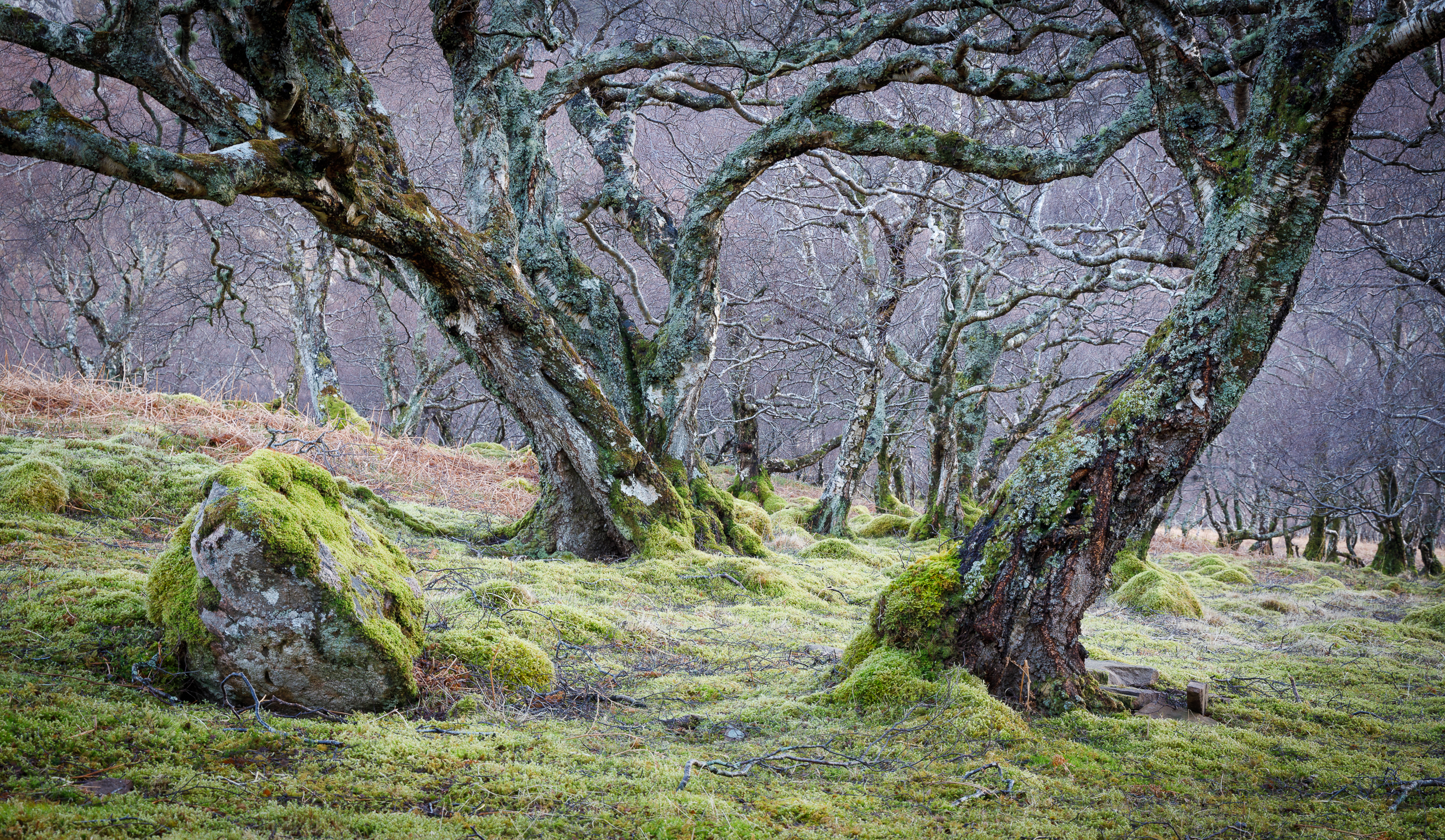 Lean Out Karen Brickley ARPS