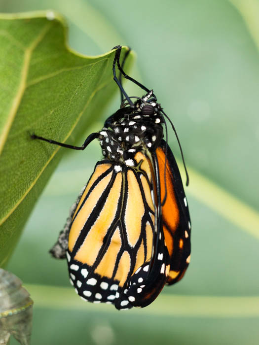 02 André Bergmans Butterfly 03