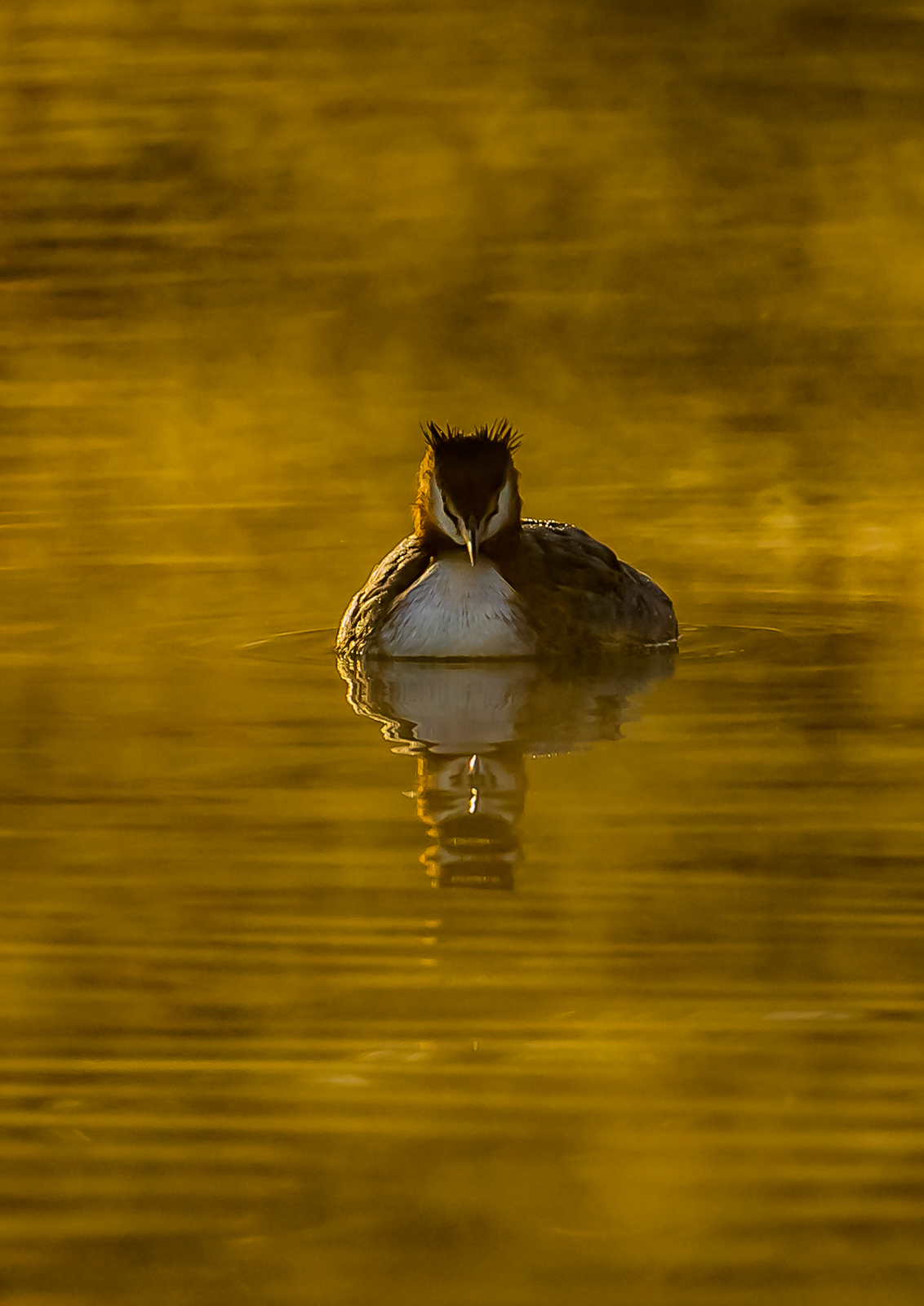 7 Grebes At Sunrise