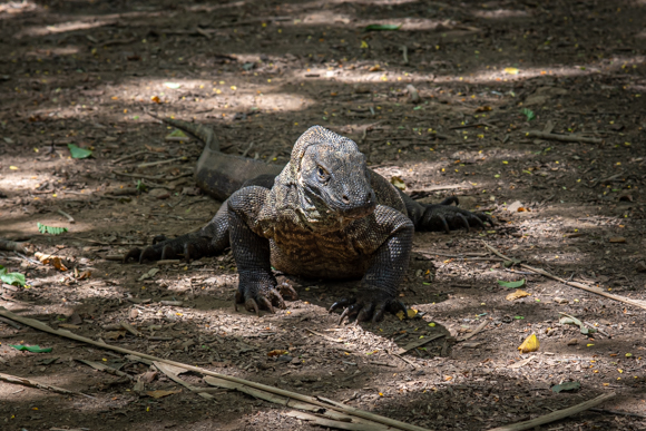 Linda Riley Dragon – Komodo