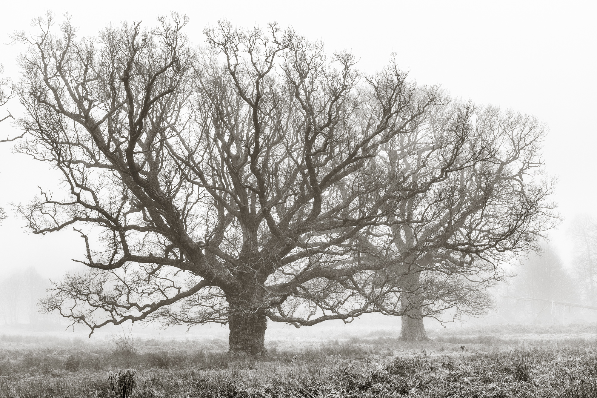 6825352 Jan Beesley Old Friends