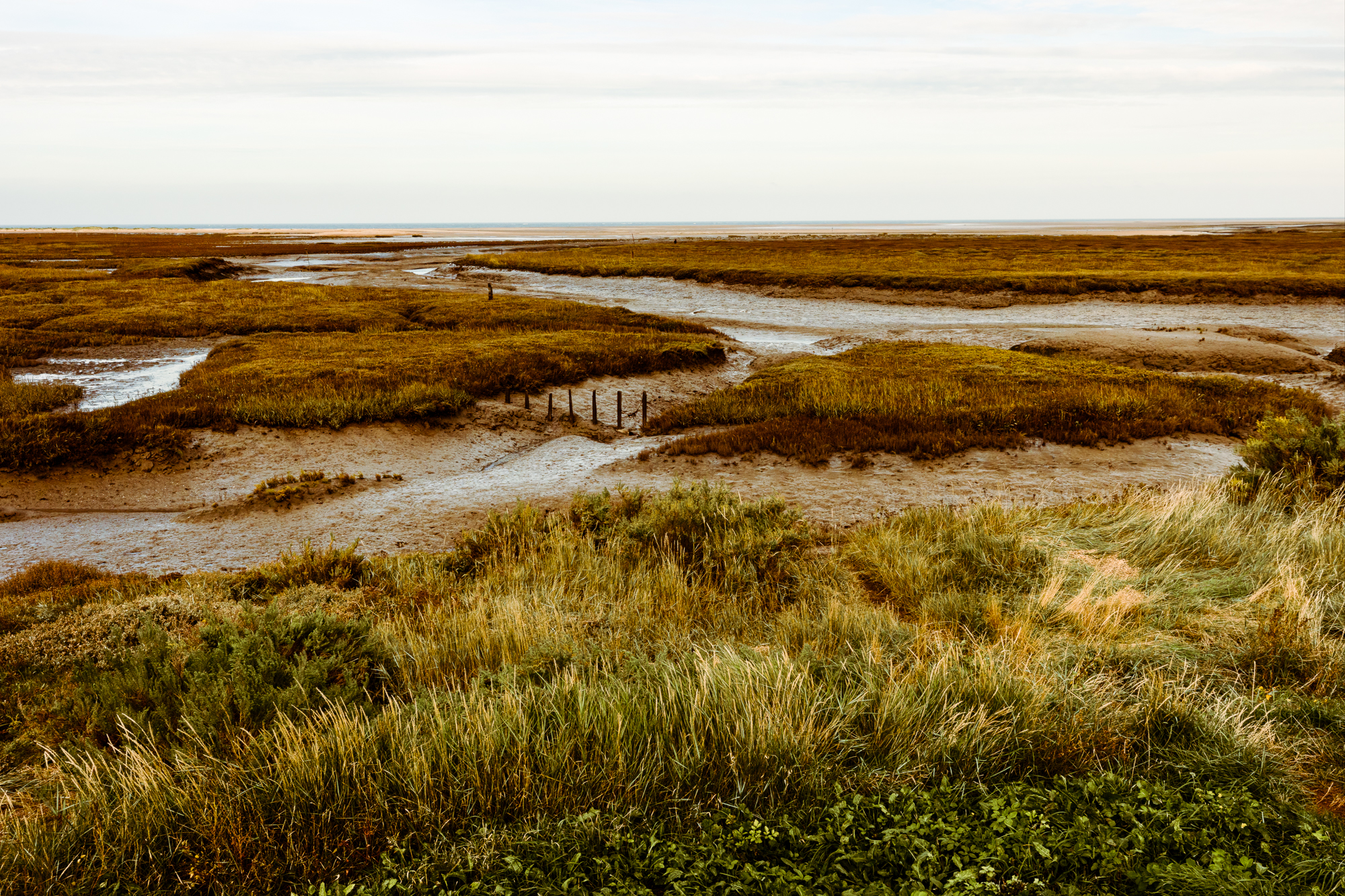 5510063 Annie Green Armytage Under Threat North Norfolk Saltmarsh