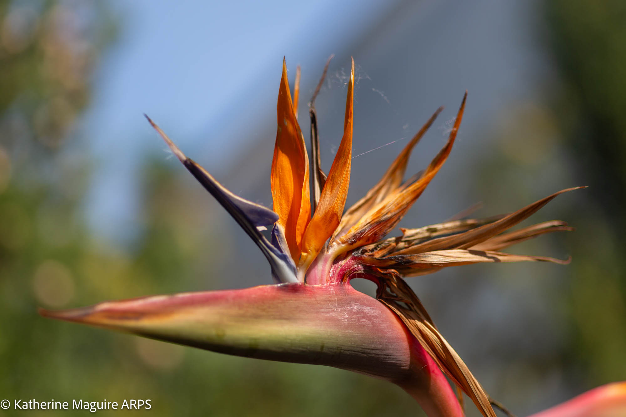 NL Katherine Maguire ARPS 01 Bird Of Paradise