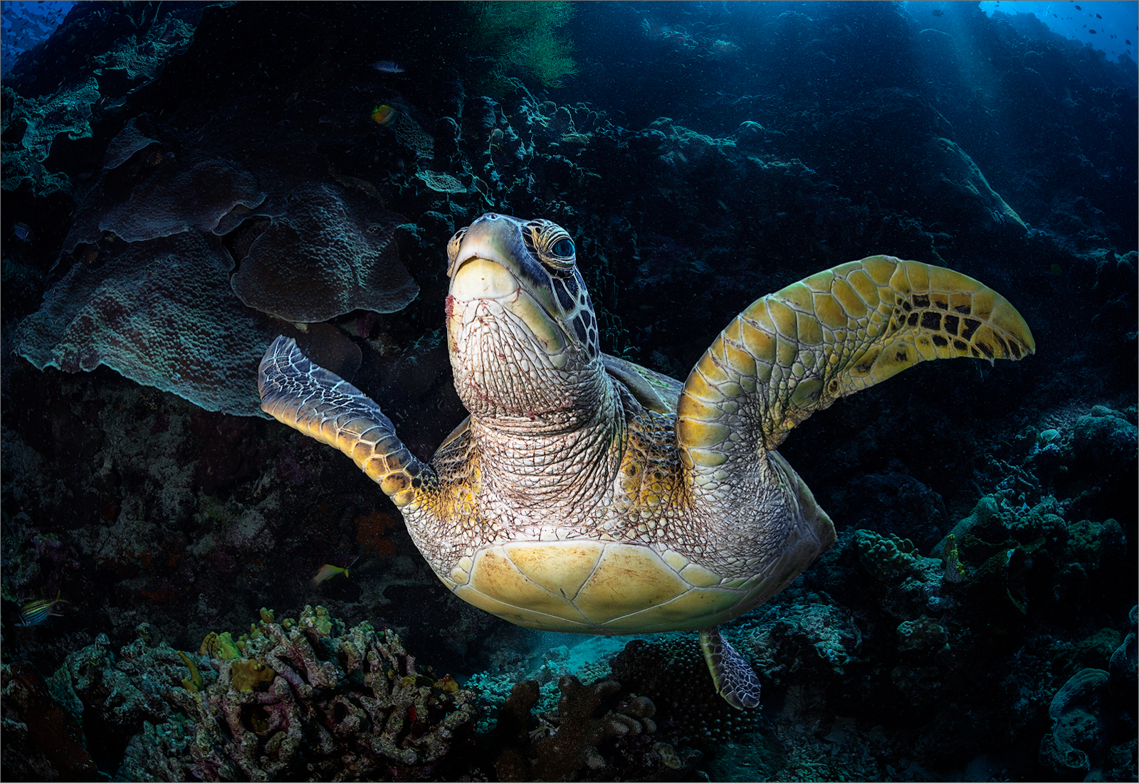Gold Medal Green Turtle Bunaken Island By David Keep ARPS