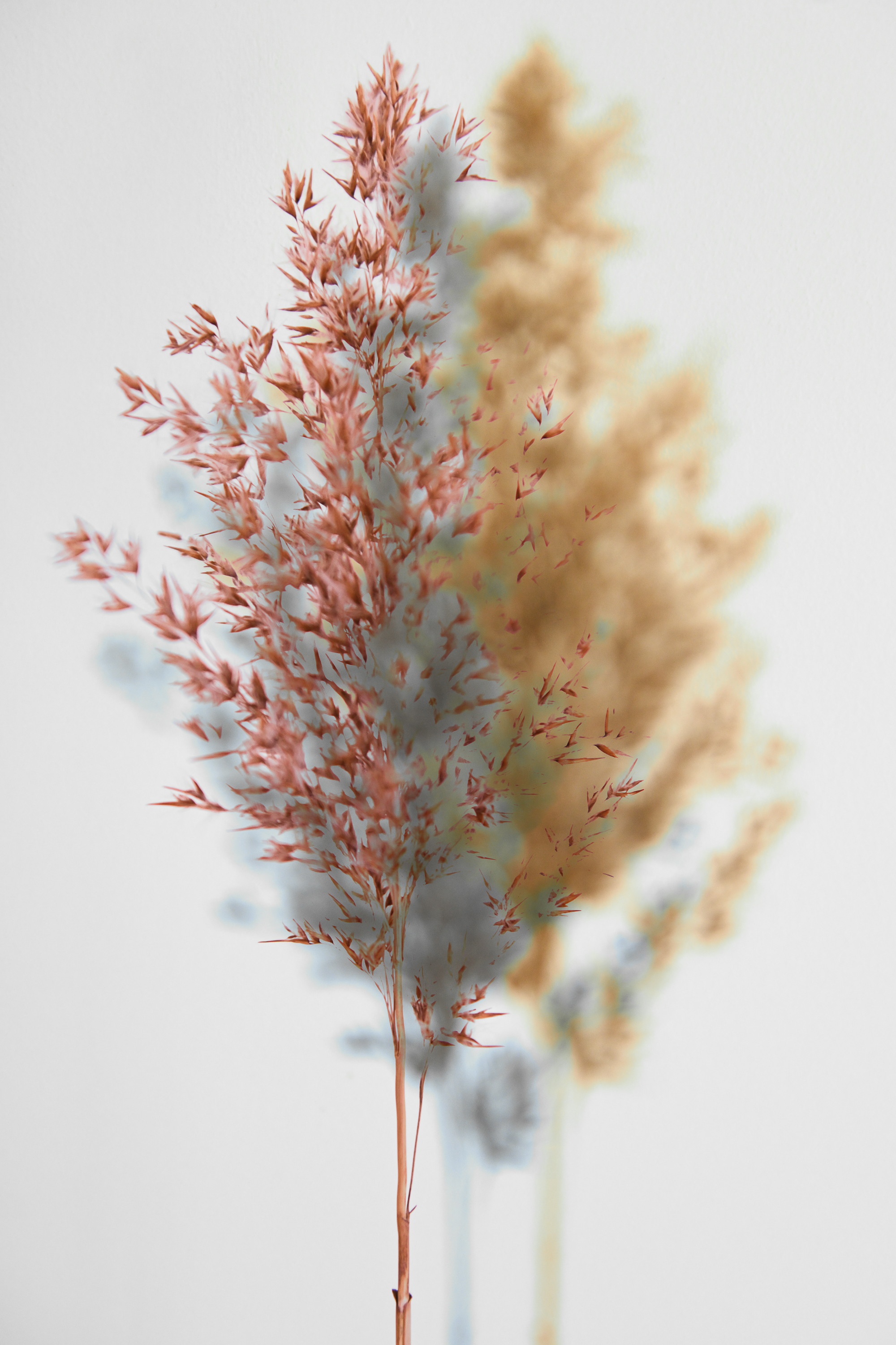 Beauty In Death By Gabriella Muttone