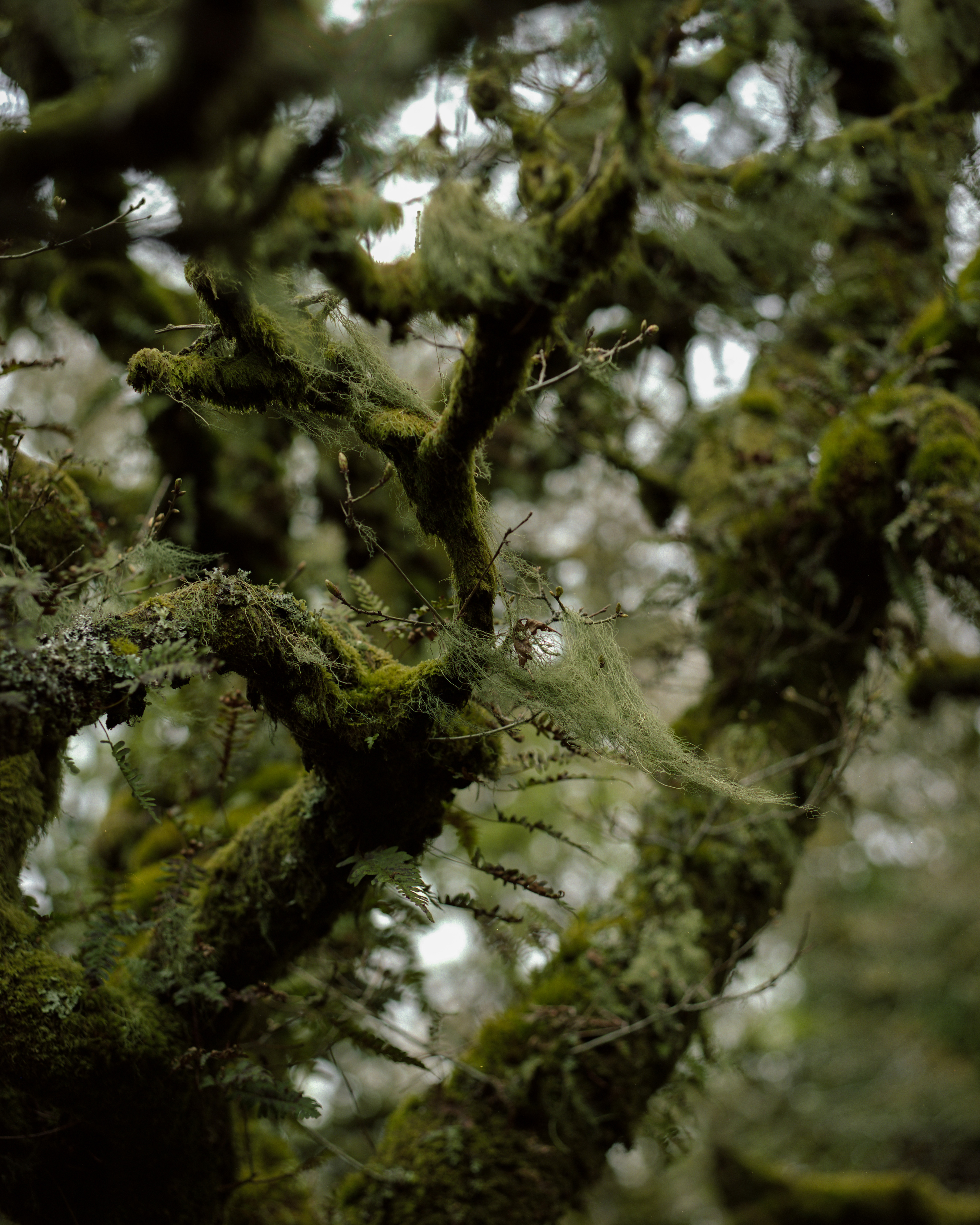 3044040 39 Shortlisted Wistman S Wood By Rebecka Wolfe