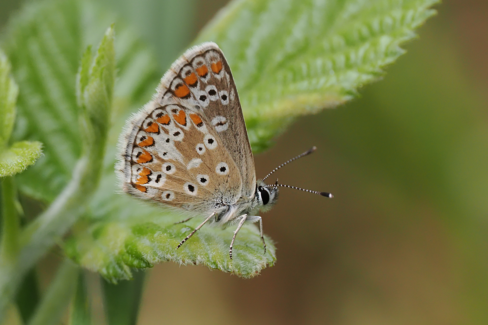 Brown Argus By Ken Rasmussen