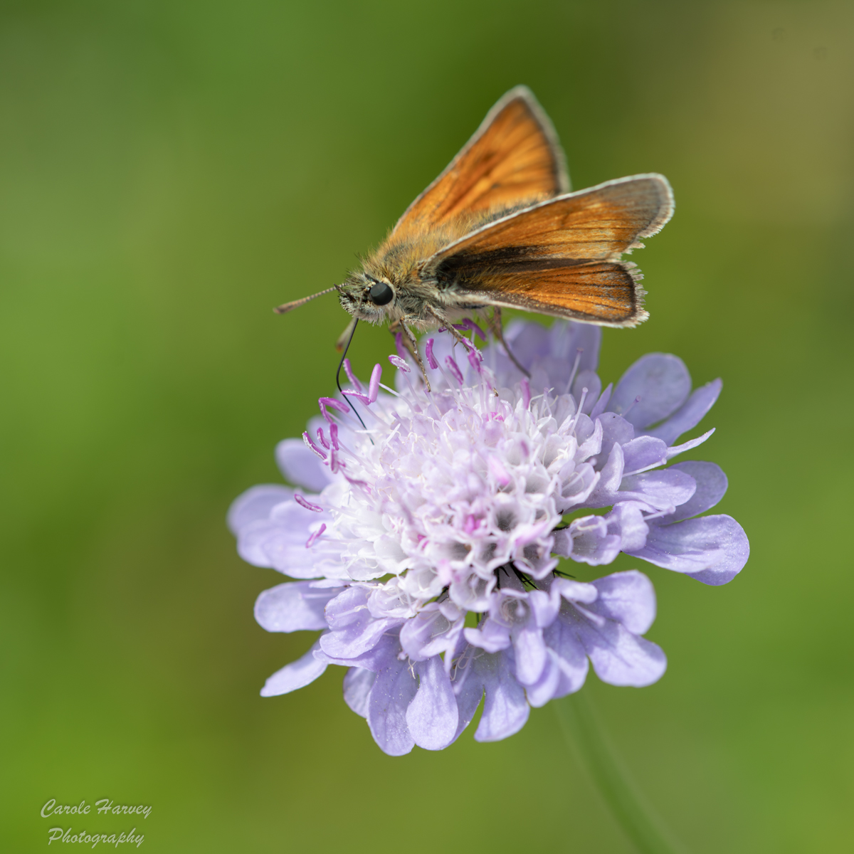 Small Skipper By Carole Harvey