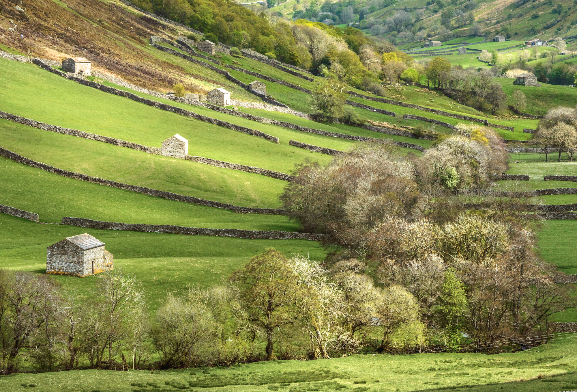 Swaledale Spring By Susan Rowe