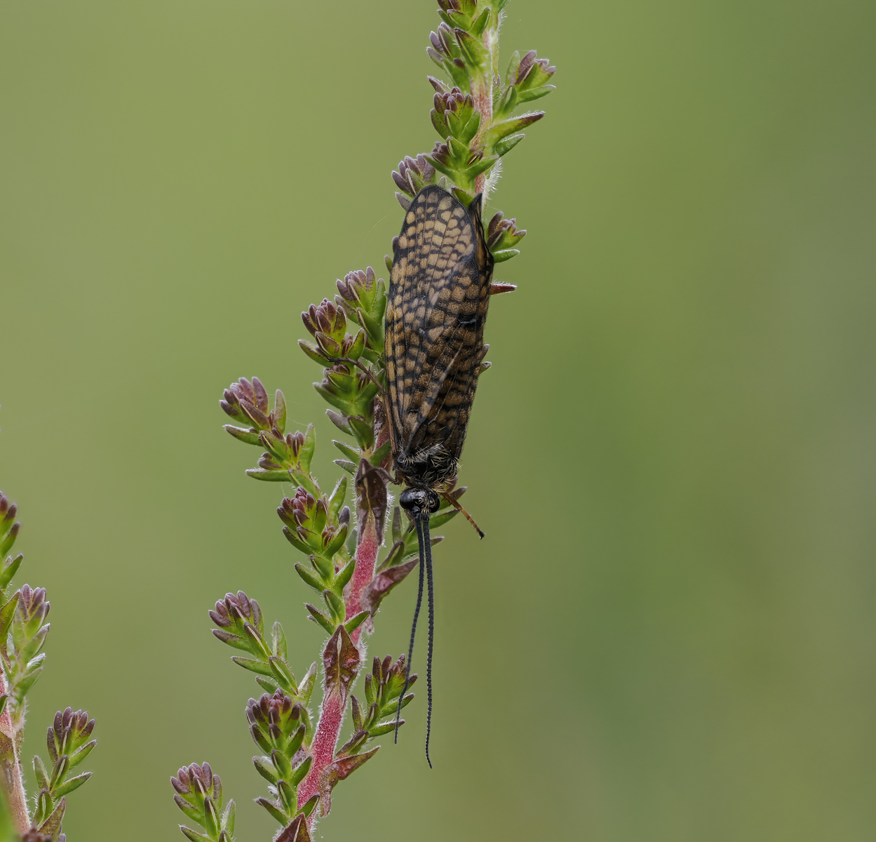 Window Winged Caddis Fly