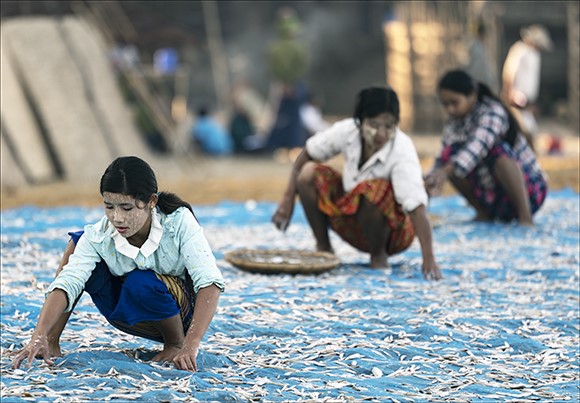 Sorting Fish Ngpali, Myanmar. Dennis Anguige