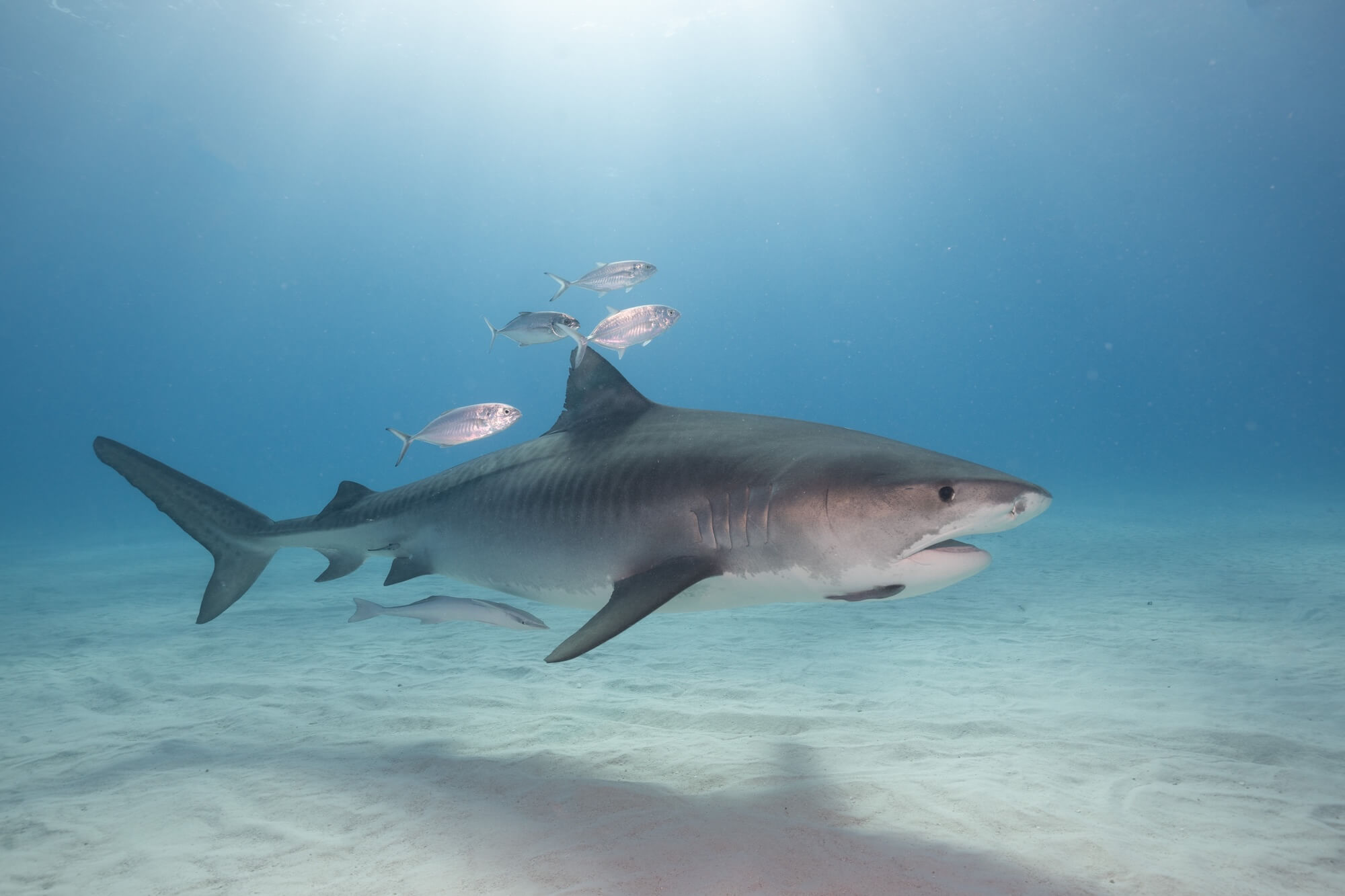 Tigerbeach Seacam Leica Sl2s©Marcstickler 146