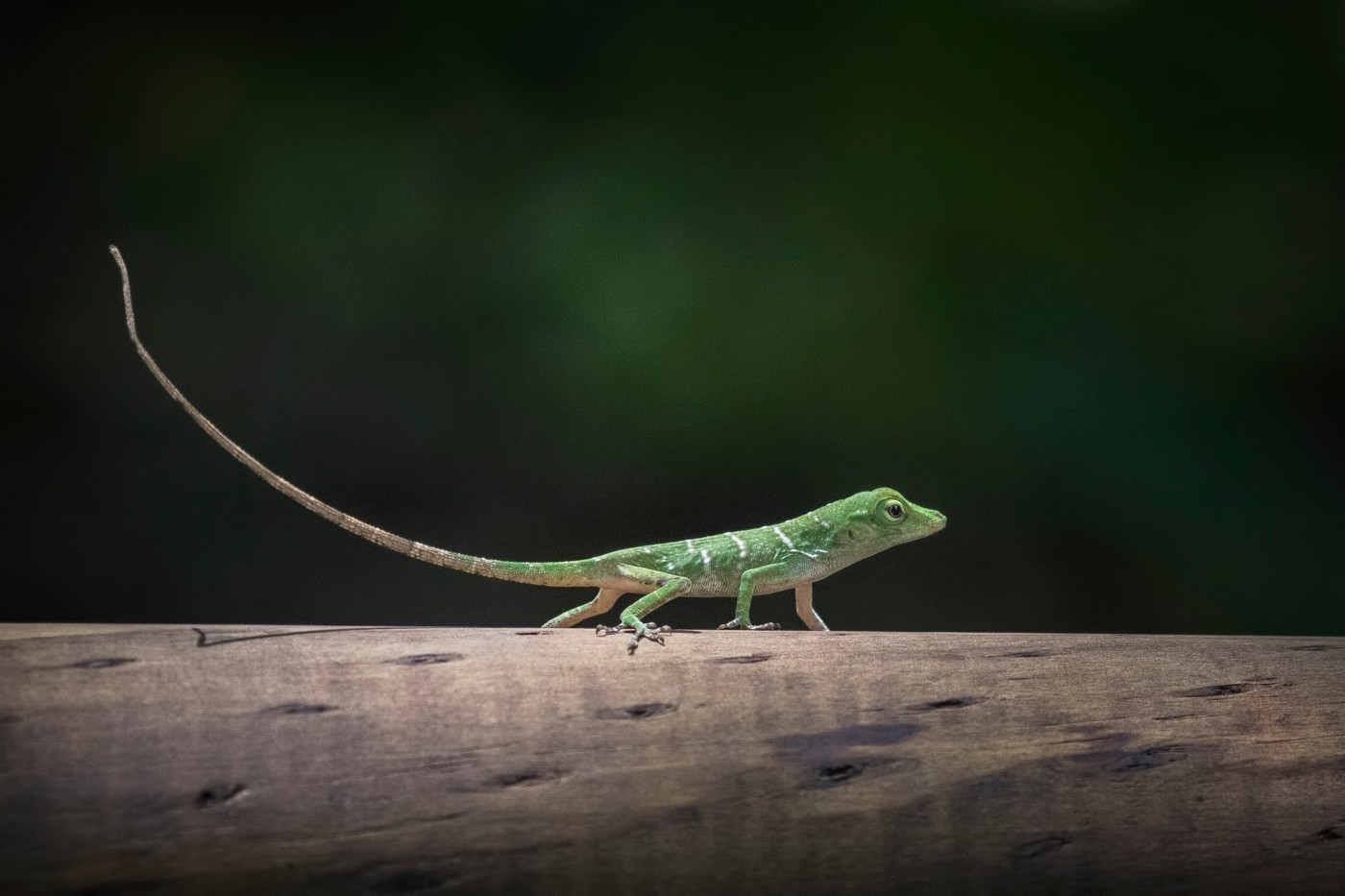 12. Neotropical Green Anole