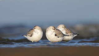 Roger James 3 Sanderlings Sheltering Lores