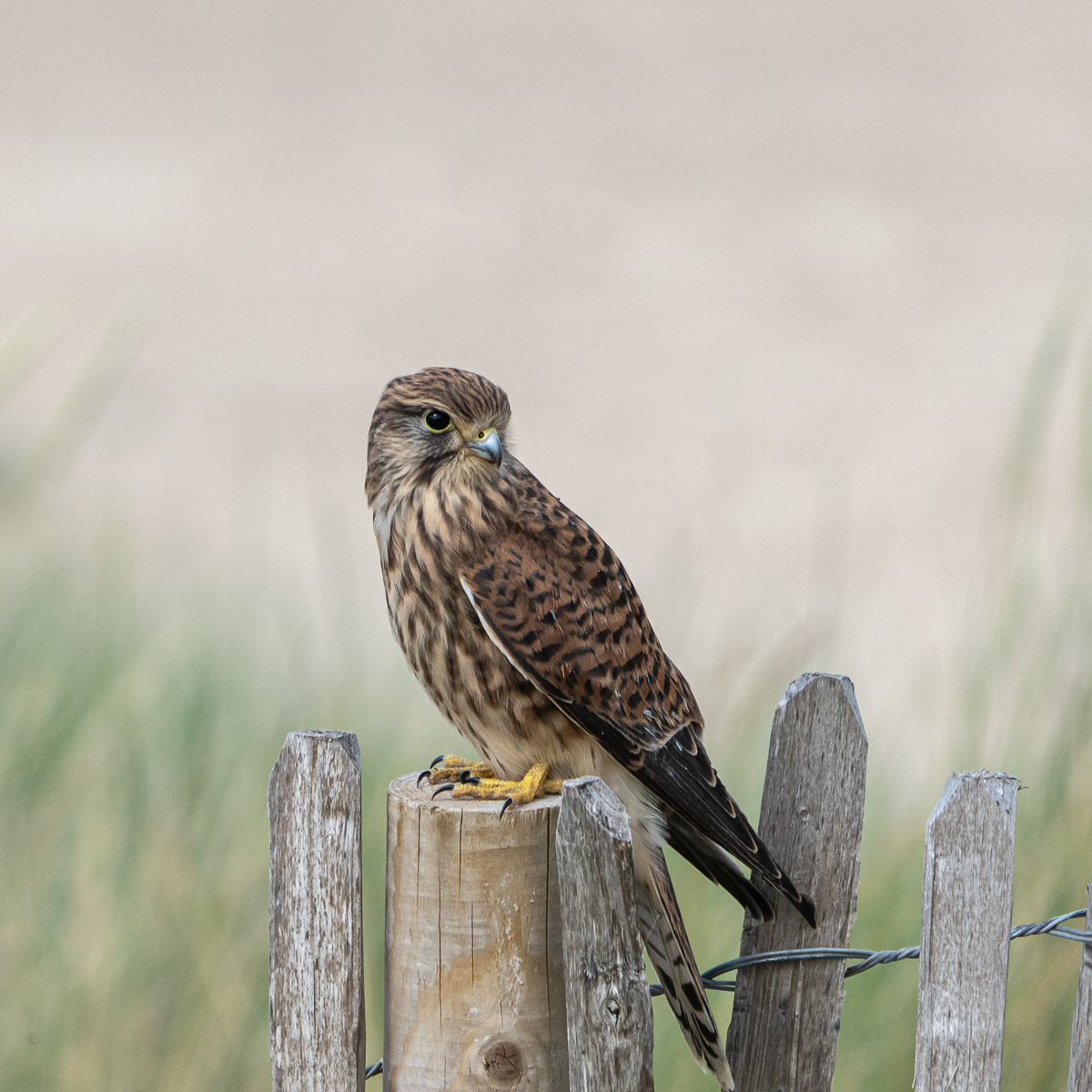Kestrel 3 By Lachlan French