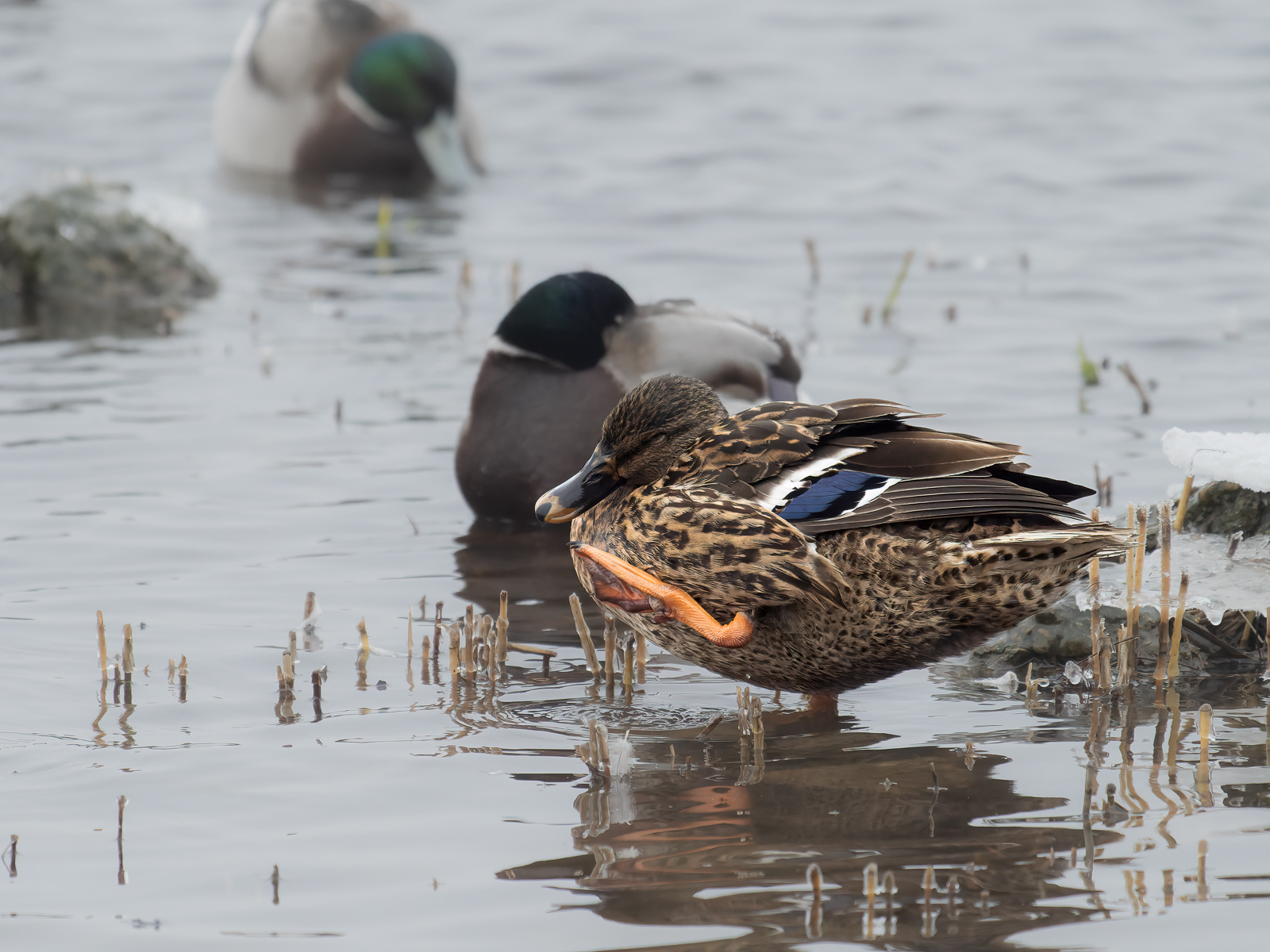Mallard Welney By Mark Gillett