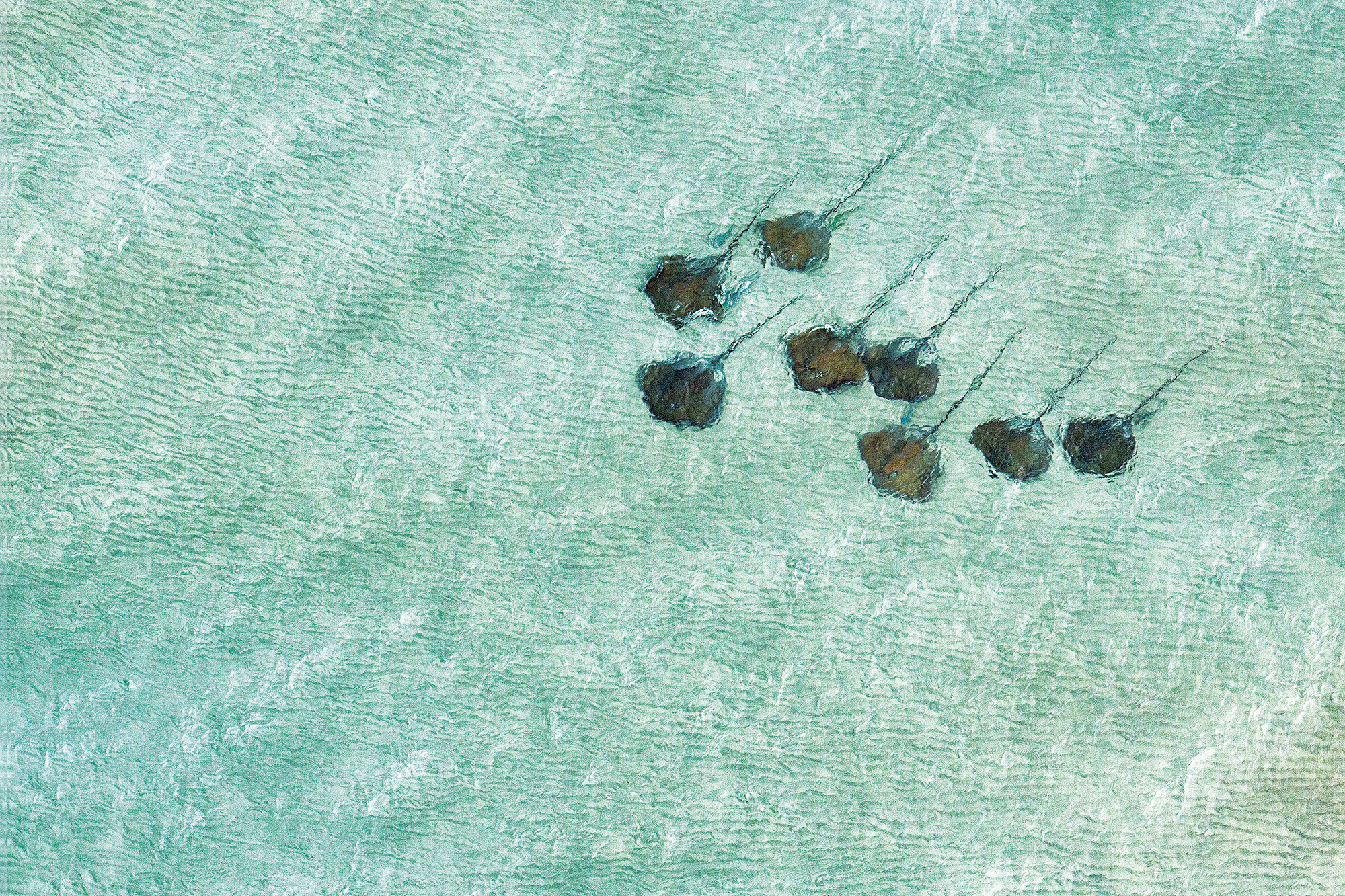 Giant Stingray Bazaruto Marine Reserve Aerial Africa